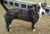 Chessie