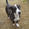 Chessie
