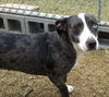 Chessie