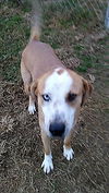 Buddy