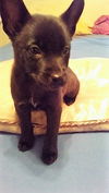 Harriet