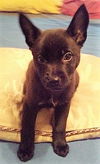 Harriet