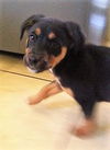 Andie