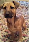 Roxy