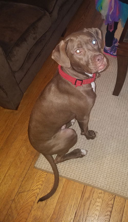 Django