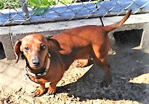 Roxanne