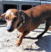 Roxanne