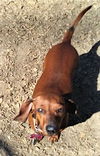 Roxanne