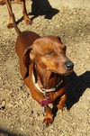 Roxanne