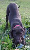 Maxtor