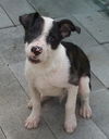 Trotter