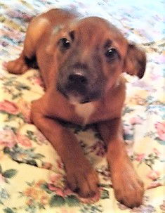 Meesha
