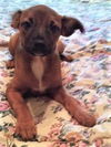 Meesha