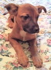 Meesha