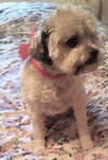 Snoopy