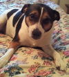 Dixie
