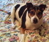 Dixie