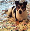 Dixie