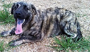 Buster