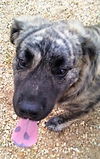 Buster