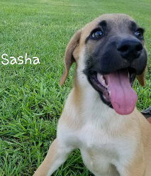 Sasha