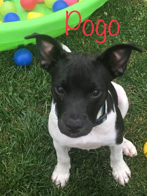 Pogo