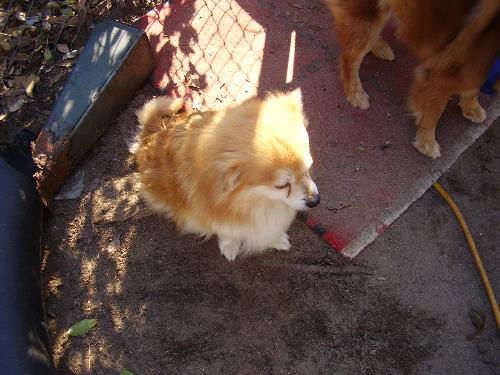 Rosco