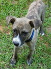 Jax