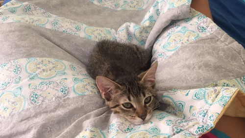 Milo