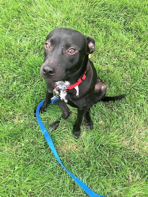 Stella