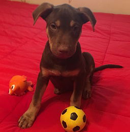 Ruger