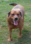 Nellie