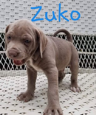 Zuko