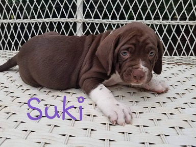 Suki