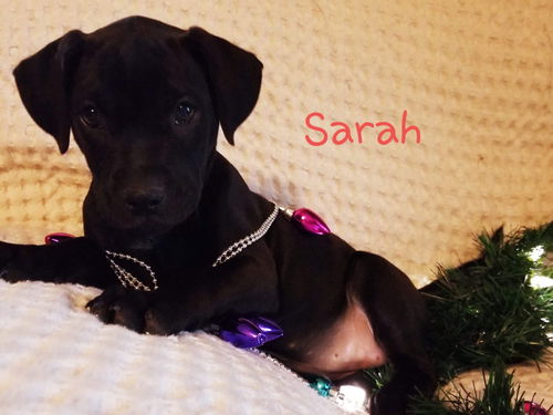 Sarah
