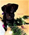 Sarah