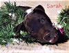 Sarah