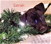 Sarah