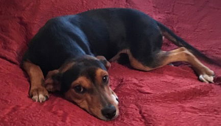 Audrey