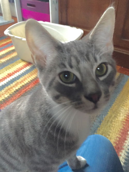 Milo
