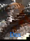 Dax