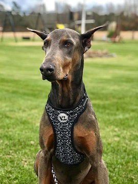 Tyson