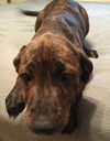 Stella