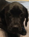 Molly