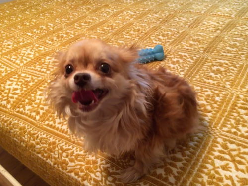Dollie