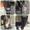Lila