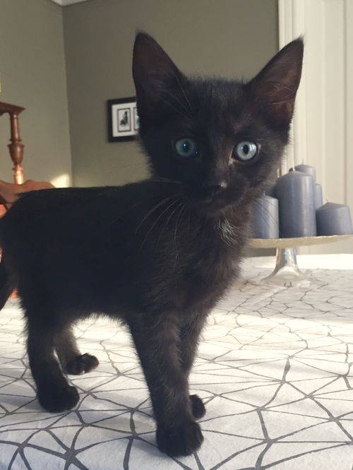 Josie