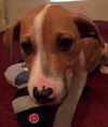 Bruno