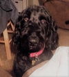 Molly