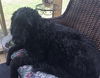 Molly